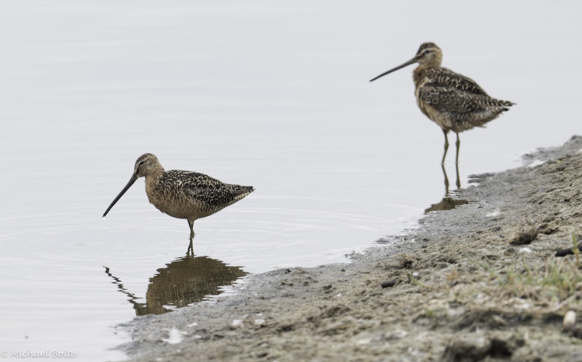 Long-billed Dowitcher - Michael Bolte