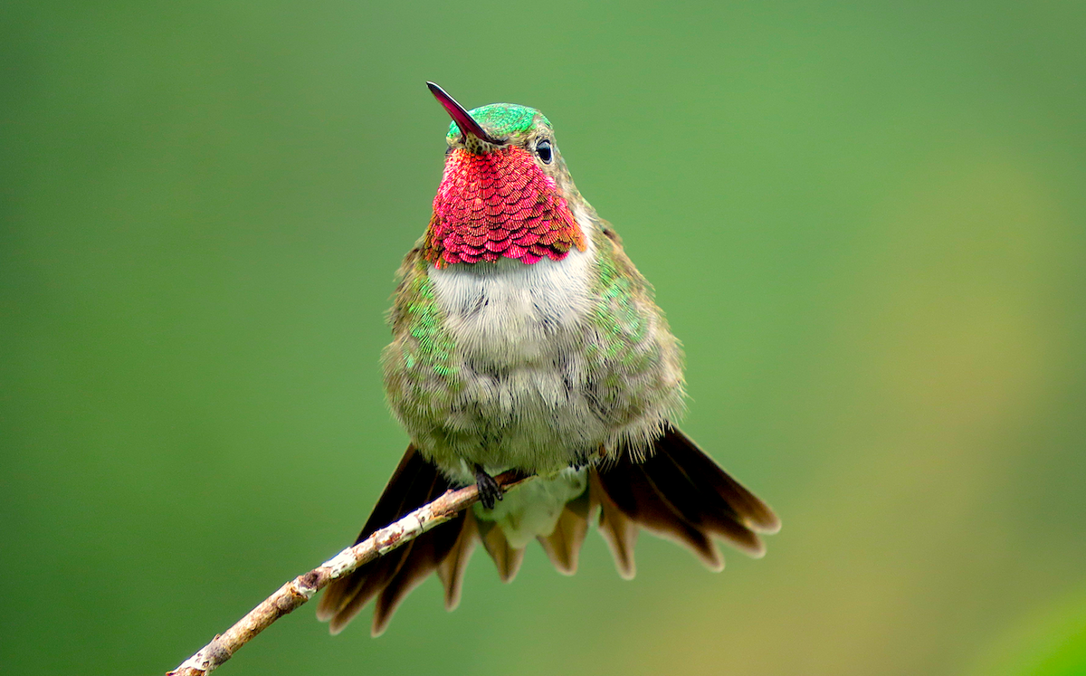 Broad-tailed Hummingbird - ML63964851