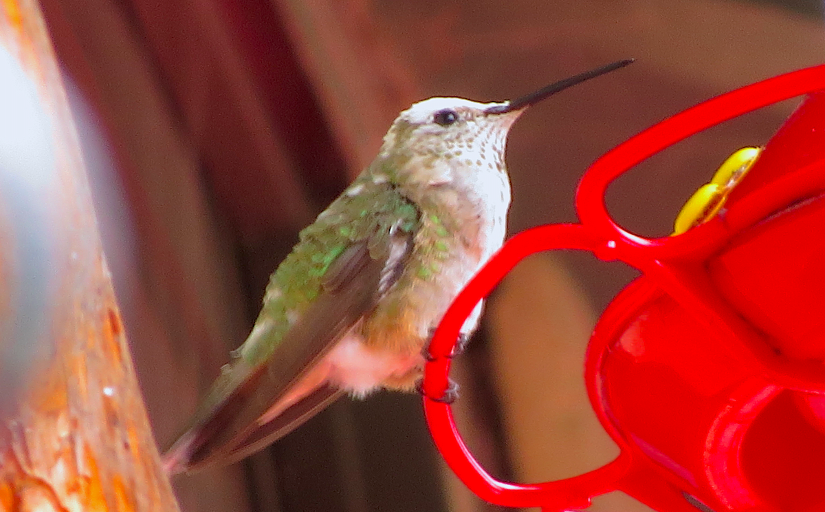 Broad-tailed Hummingbird - ML63964861