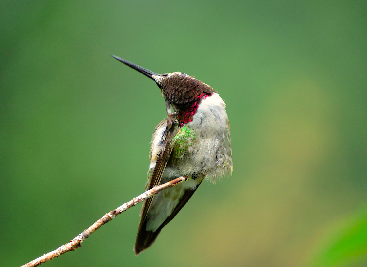 Broad-tailed Hummingbird - ML63964891