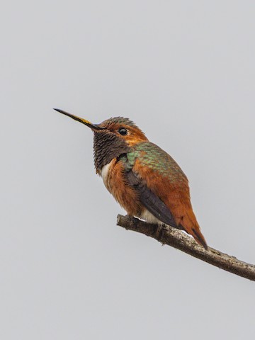 Allen's Hummingbird - James Kendall