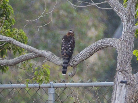 Cooper's Hawk - James Kendall
