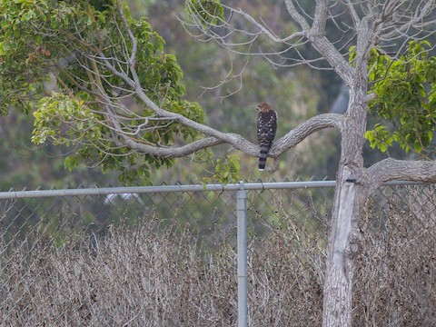Cooper's Hawk - James Kendall