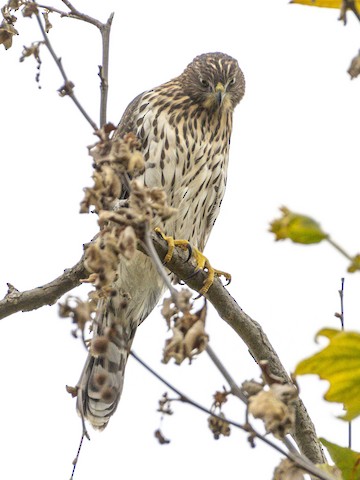 Cooper's Hawk - James Kendall