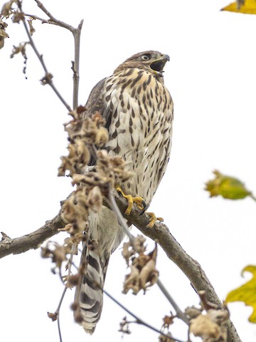 Cooper's Hawk - James Kendall