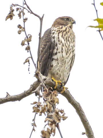 Cooper's Hawk - James Kendall
