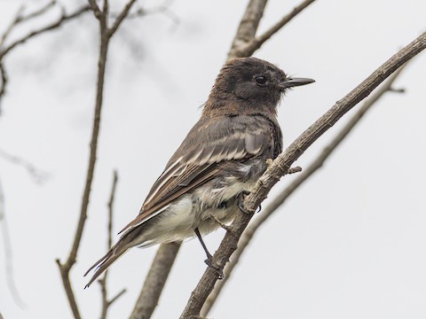 Black Phoebe - James Kendall