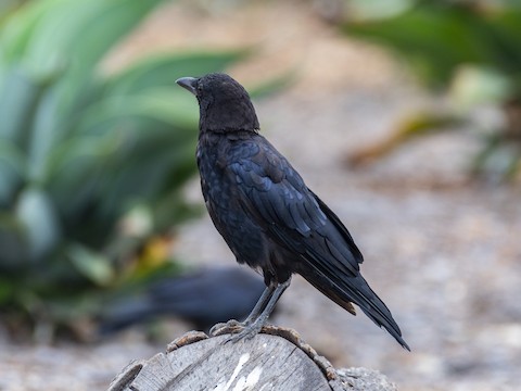 American Crow - James Kendall