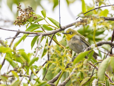 Swinhoe's White-eye - James Kendall