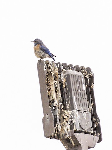 Western Bluebird - James Kendall