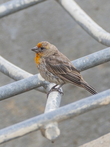 House Finch - James Kendall