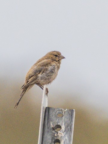 House Finch - James Kendall