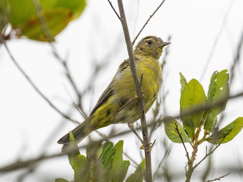 Orange-crowned Warbler - James Kendall