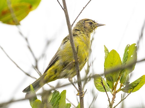 Orange-crowned Warbler - James Kendall