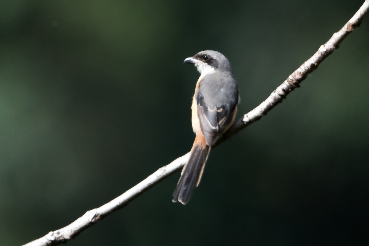 Gray-backed Shrike - Prashant Tewari