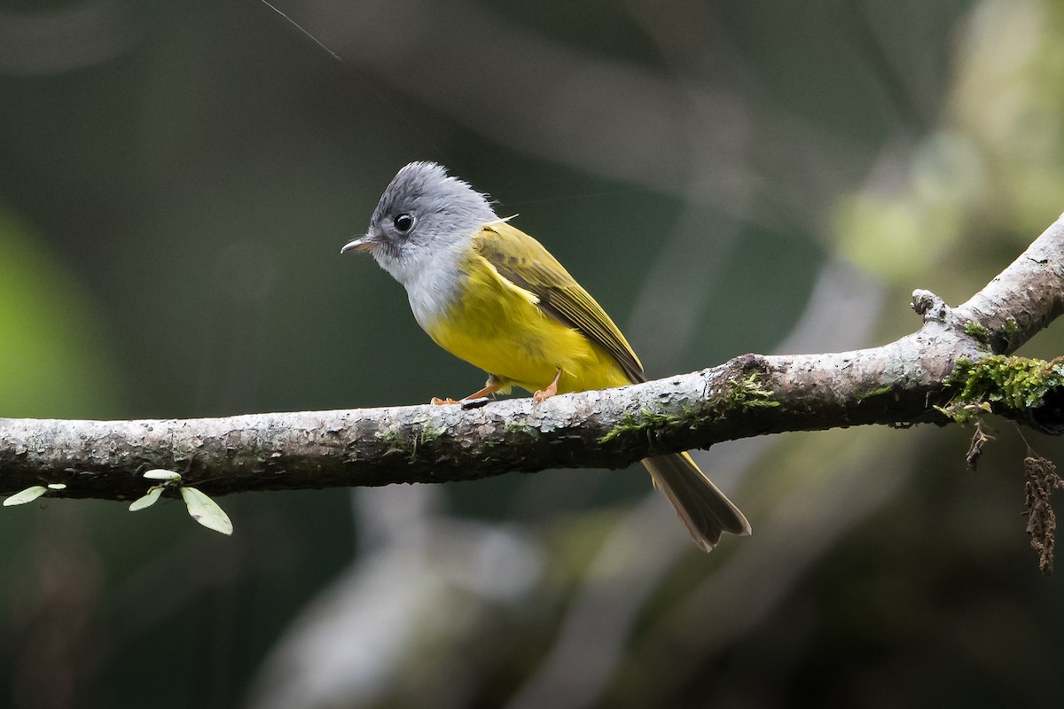 Gray-headed Canary-Flycatcher - Prashant Tewari