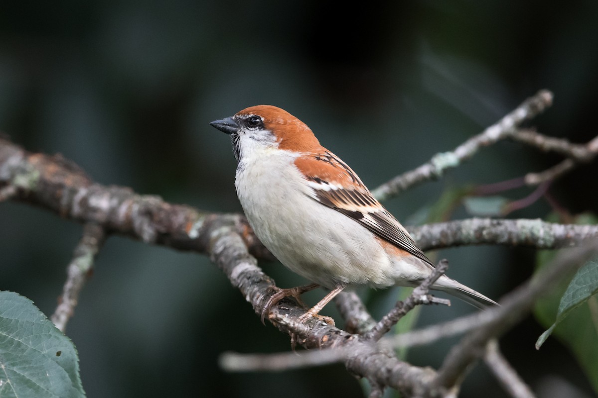 Russet Sparrow - Prashant Tewari