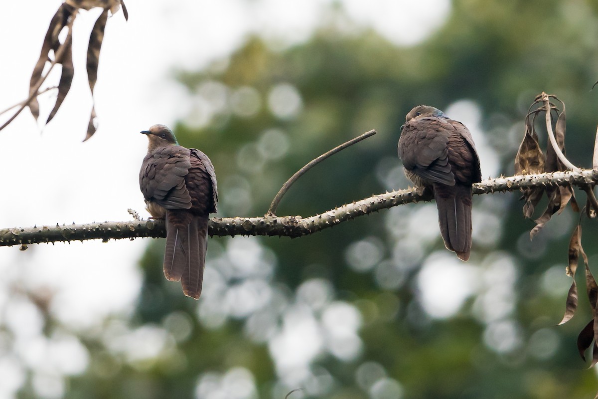 Barred Cuckoo-Dove - Prashant Tewari