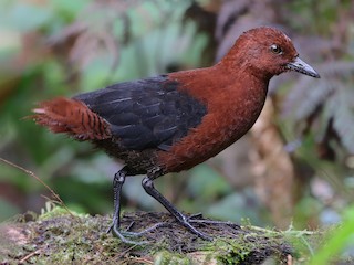 Forbes's Forest Rail - eBird