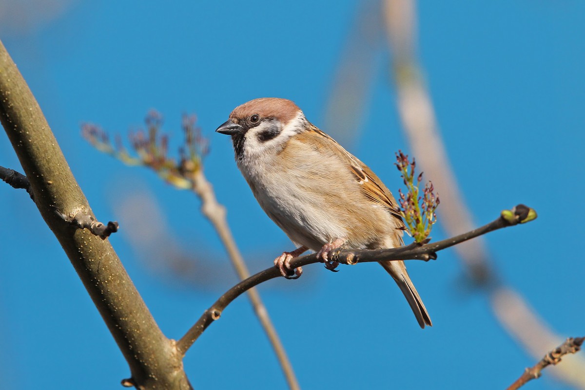 Eurasian Tree Sparrow - ML63967861