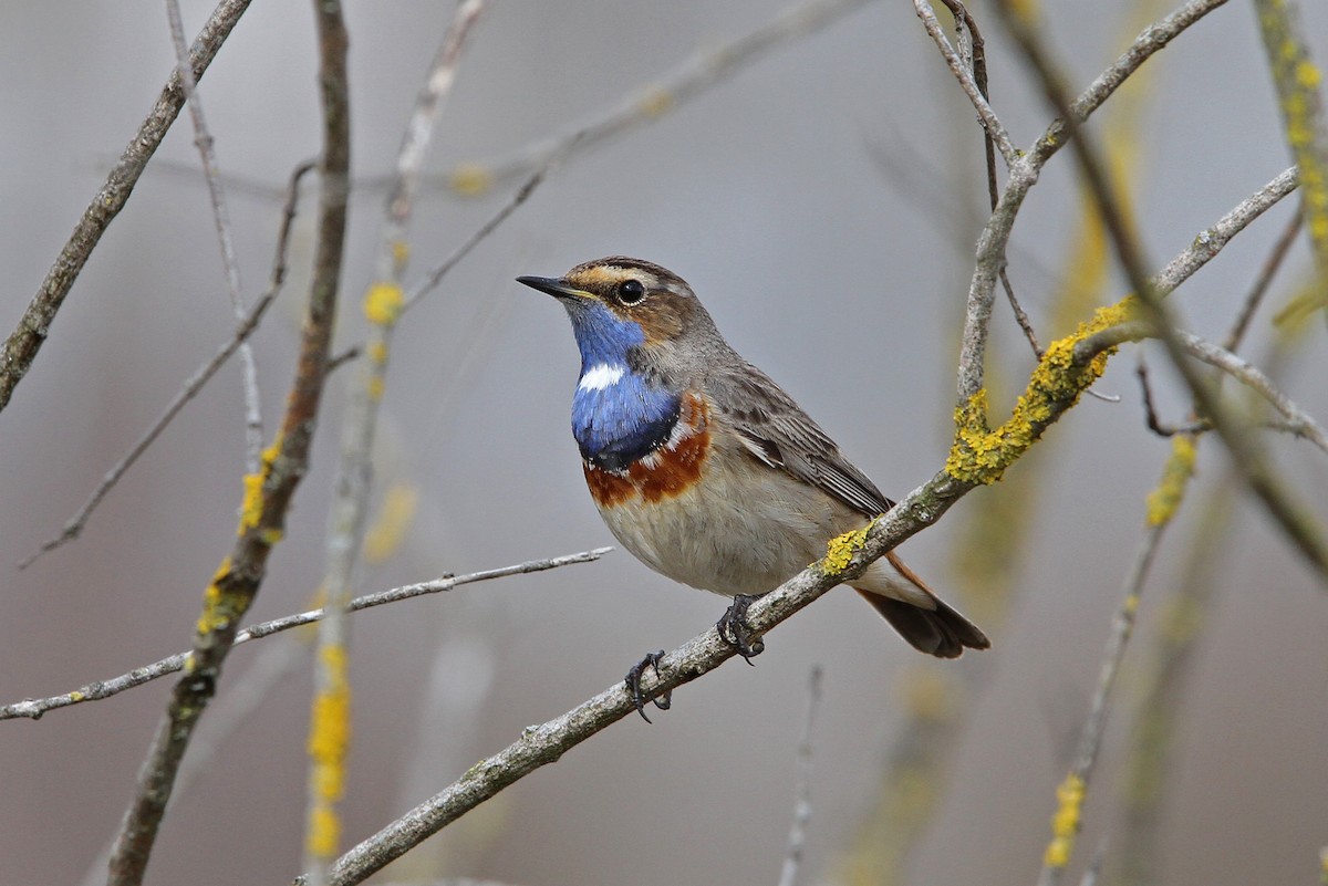 オガワコマドリ（cyanecula／namnetum） - eBird