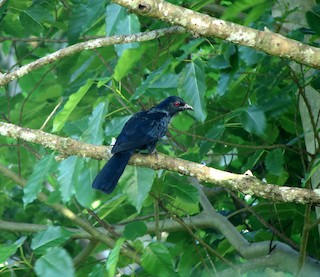  - Black-billed Koel