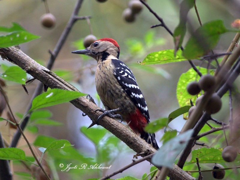 Fulvous-breasted Woodpecker - ML63971511