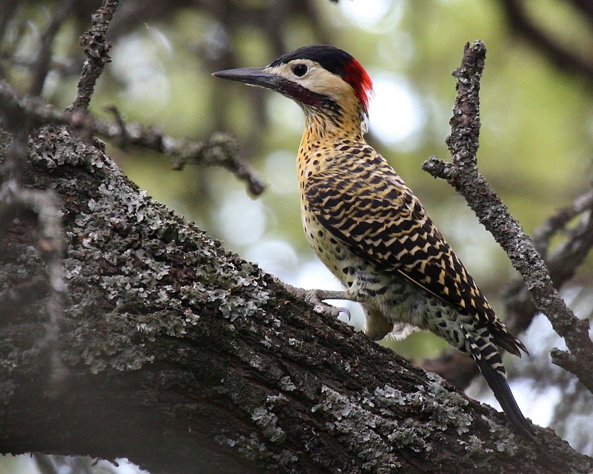 Green-barred Woodpecker - Robert Tizard