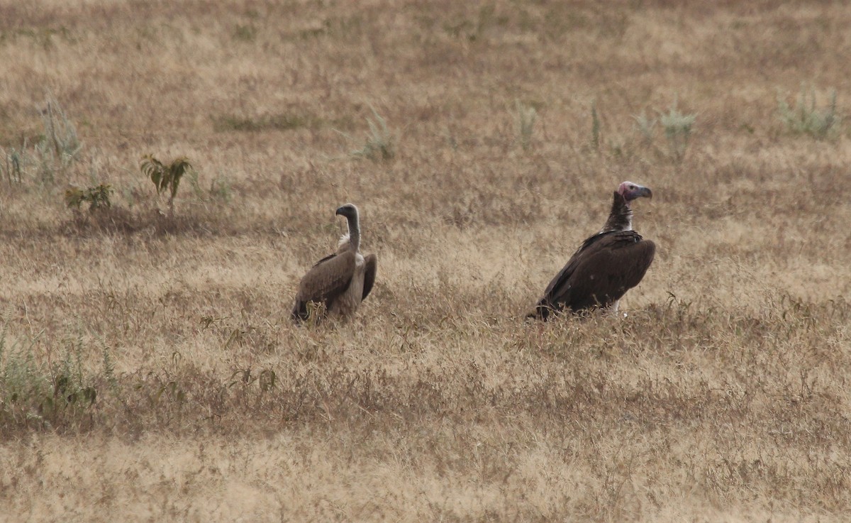 Lappet-faced Vulture - ML63972341