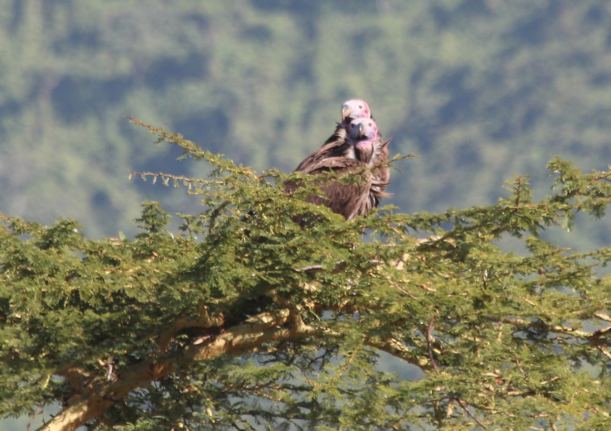 Lappet-faced Vulture - ML63973691
