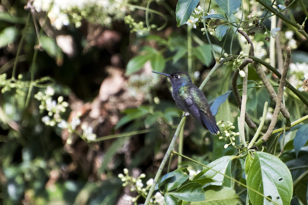 kolibřík safírový - ML63974031