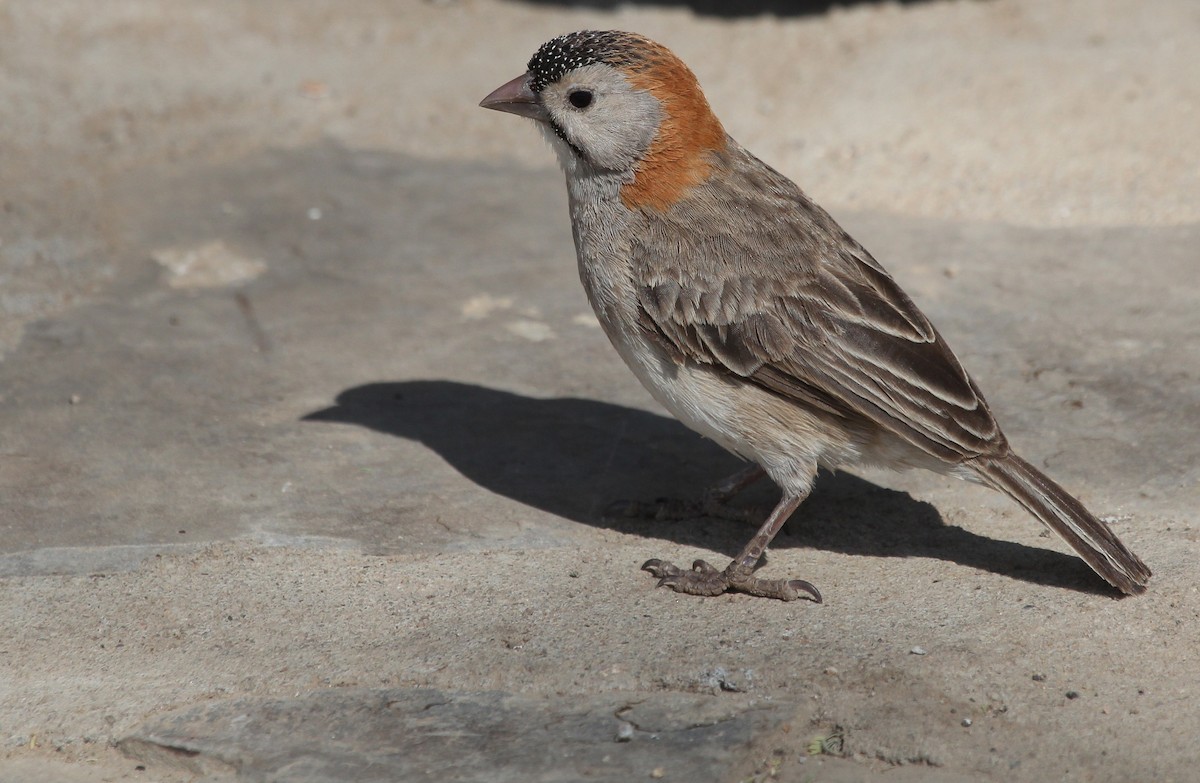Speckle-fronted Weaver - ML63978801