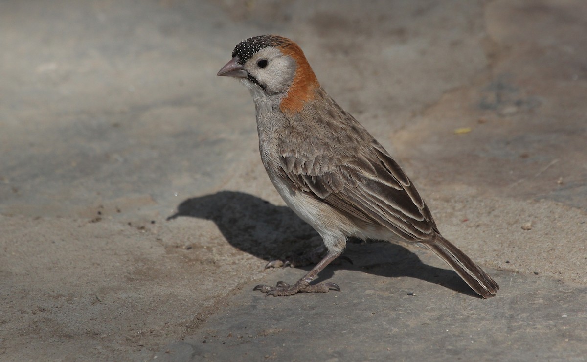 Speckle-fronted Weaver - ML63978871