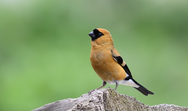 Orange Bullfinch ML639821319