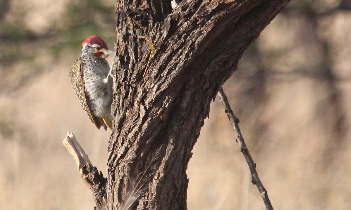 Nubian Woodpecker - ML63982191