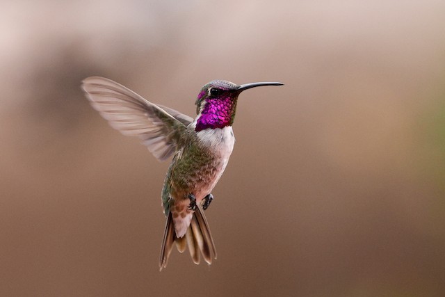 ・ハイブリッド赤×緑（バチャン島産） アカメガネトリバネアゲハ