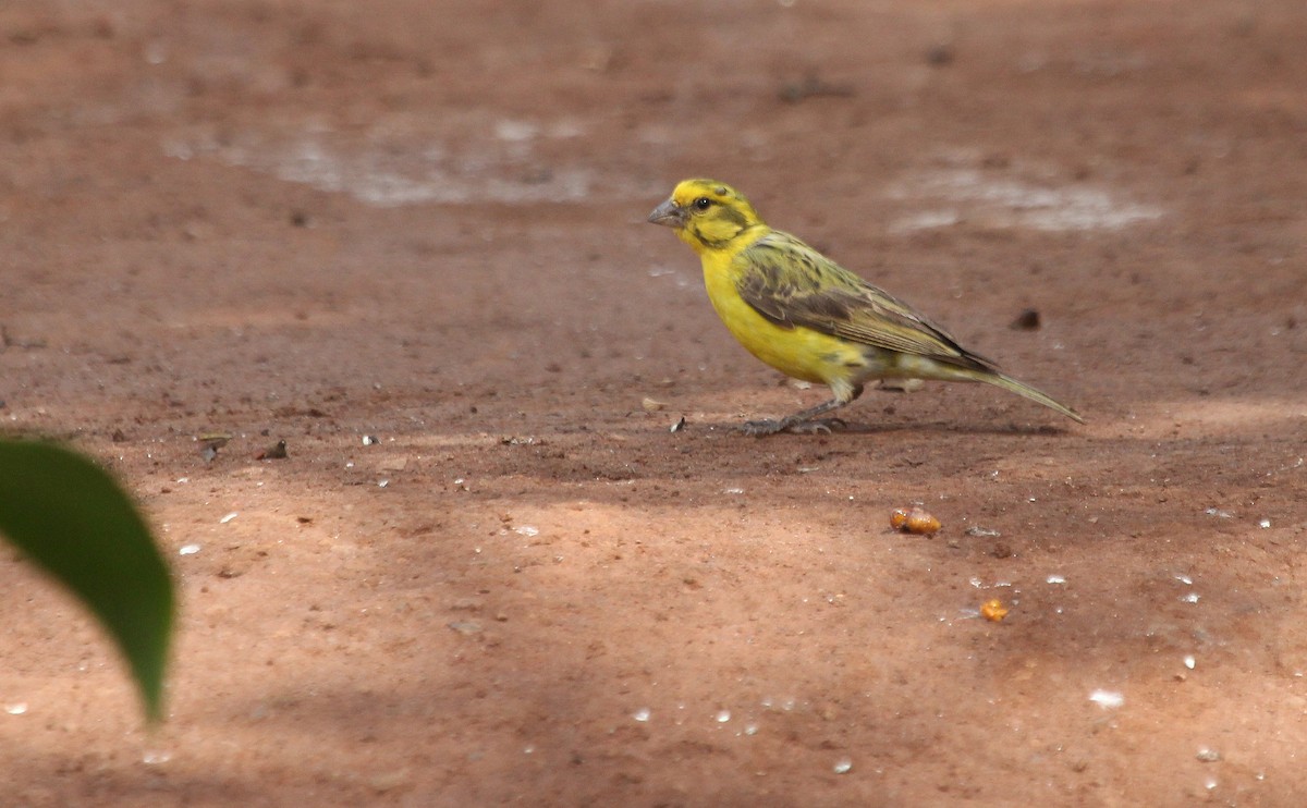 White-bellied Canary - Alexander Lees
