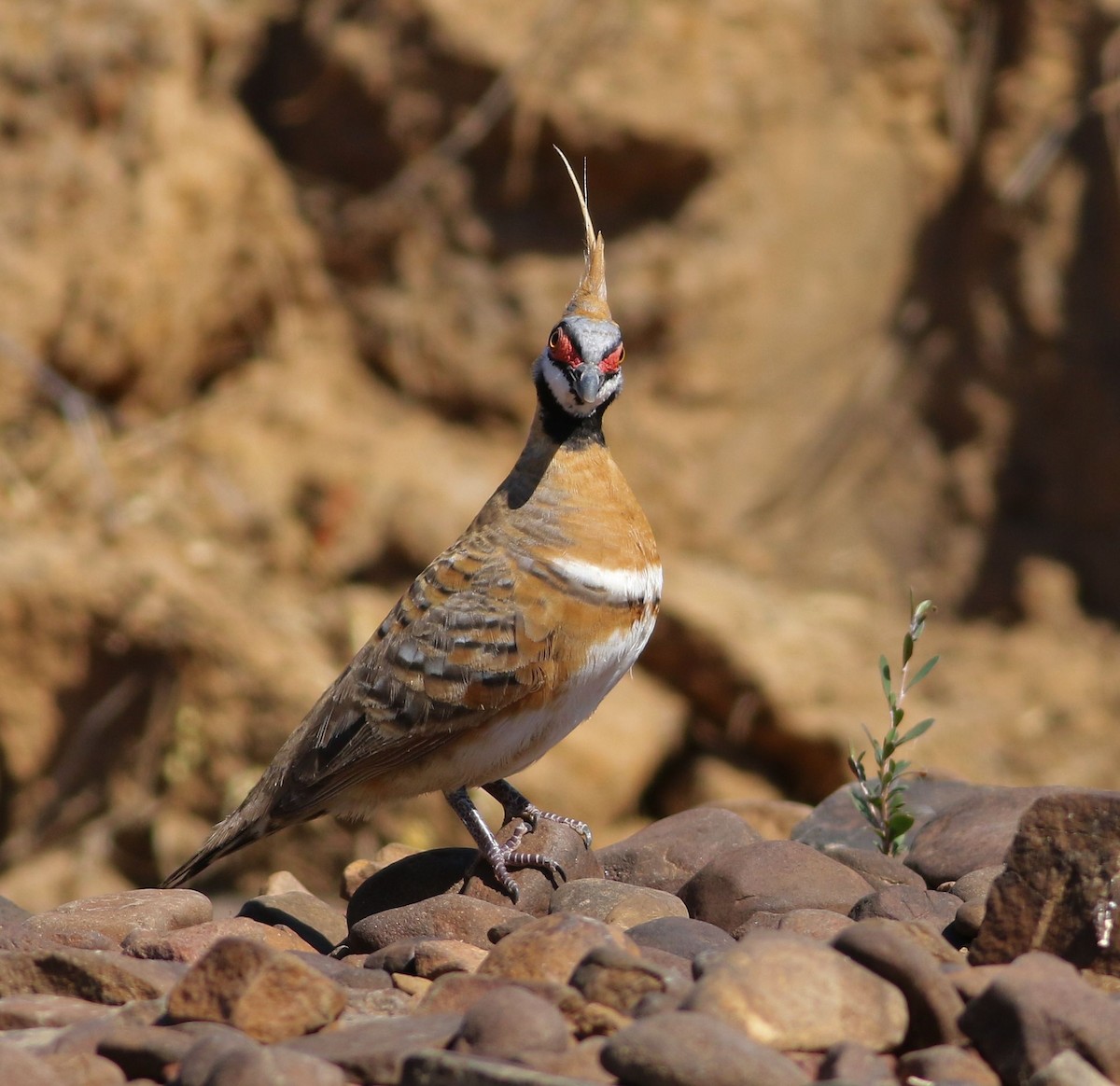 Spinifex Pigeon - ML63985611