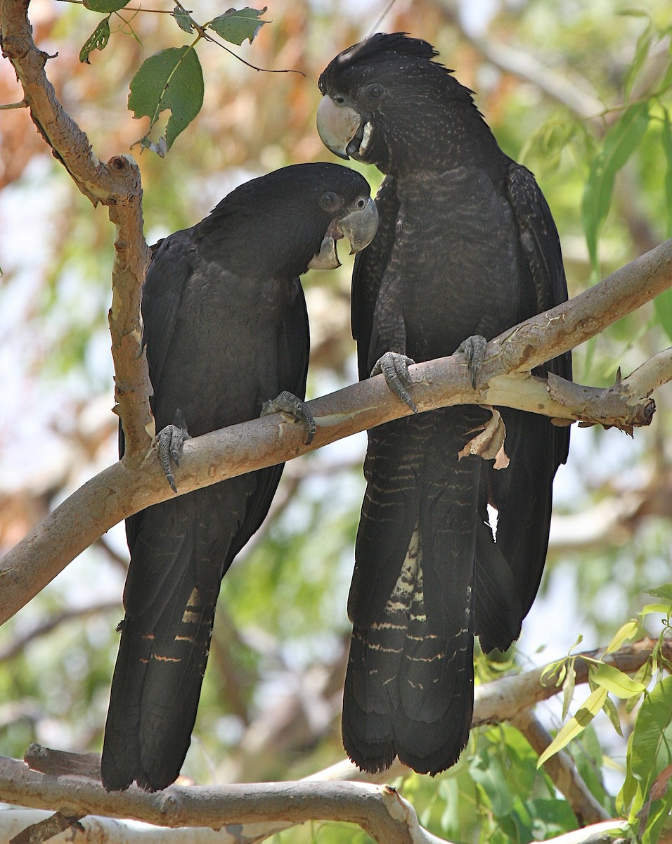 Red-tailed Black-Cockatoo - Robert Tizard