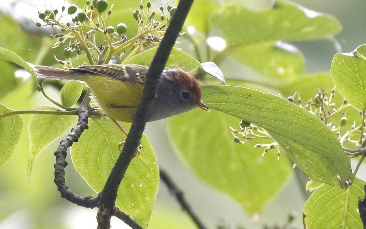 Chestnut-crowned Warbler - ML63992391