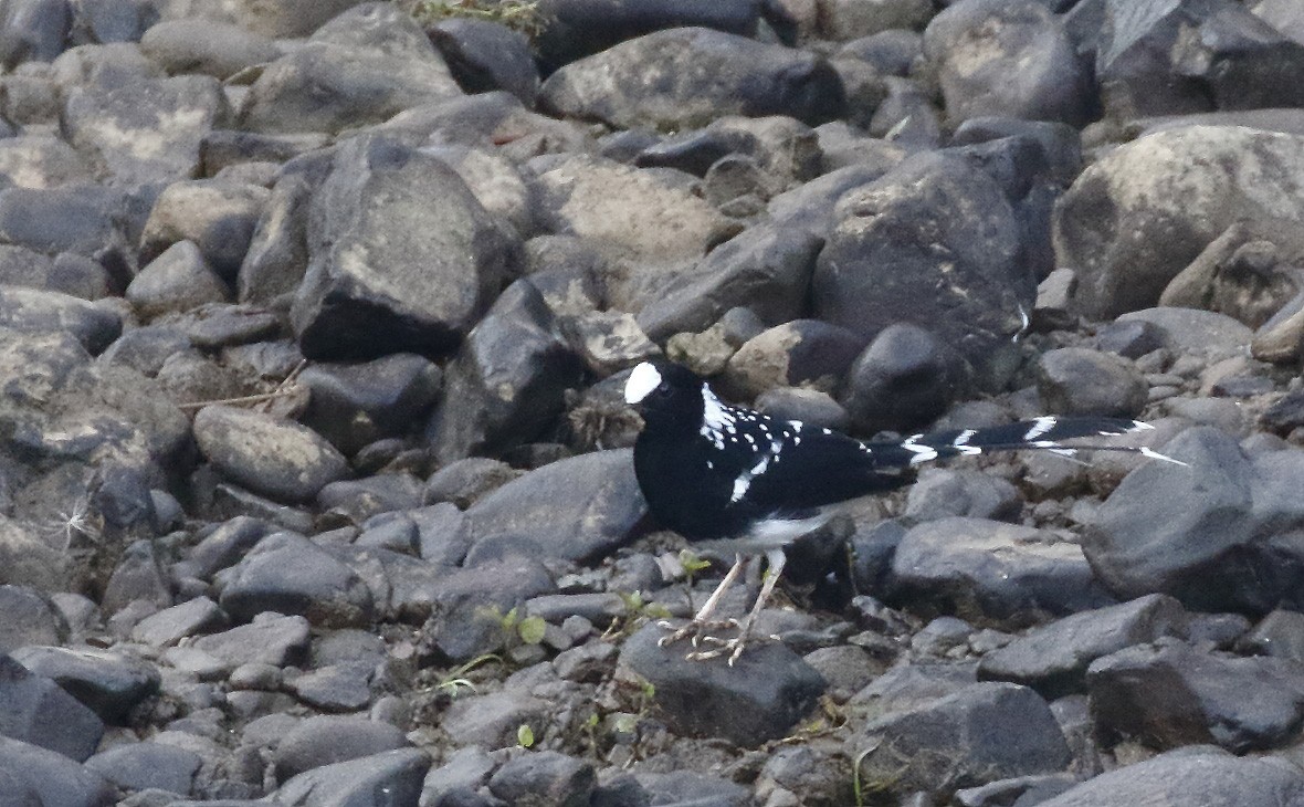Spotted Forktail - ML63992631