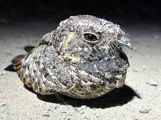 Common Poorwill