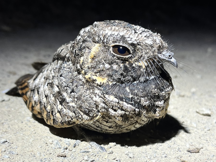Common Poorwill