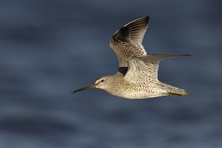Short-billed Dowitcher