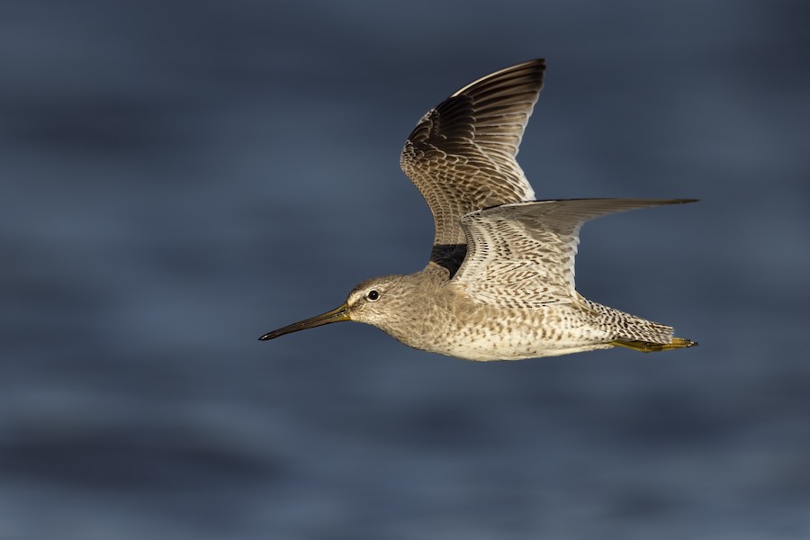 Short-billed Dowitcher