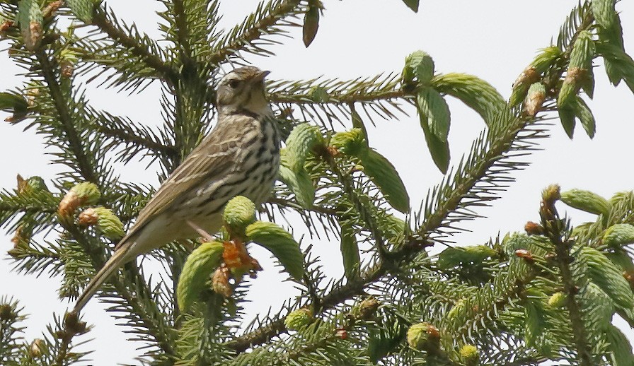 Olive-backed Pipit - ML63995621