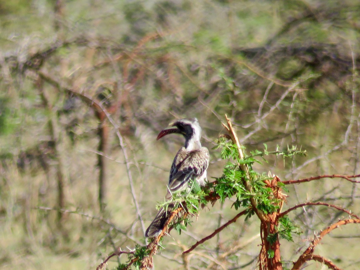 African Gray Hornbill - GARY DOUGLAS