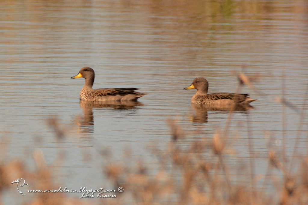 Yellow-billed Teal - Marcelo Allende