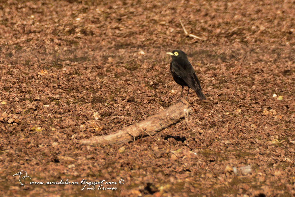 Spectacled Tyrant - ML64000531