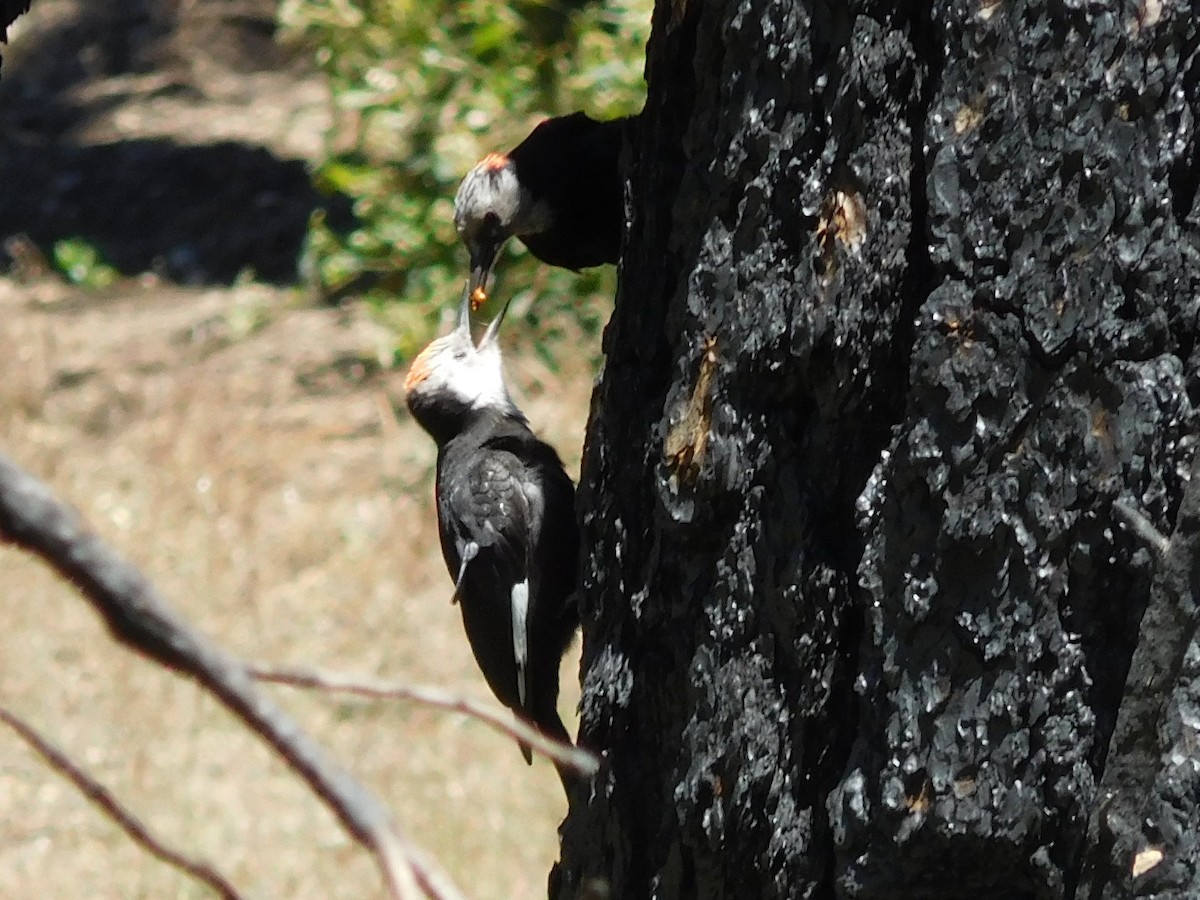 White-headed Woodpecker - Steve Summers